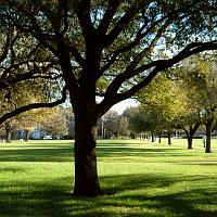 04944 Trees on main quad